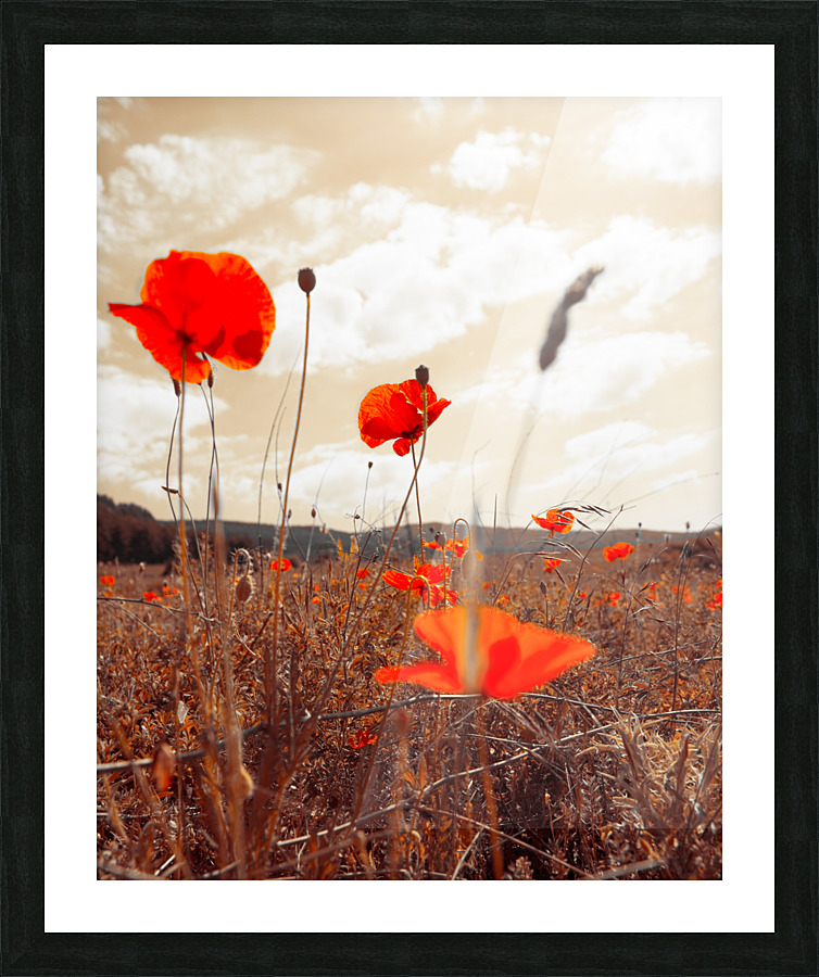 field roses Picture Frame print