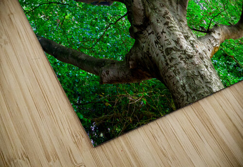Tree in springtime. Carlos Castilla puzzle