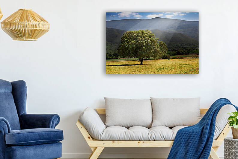 tree and sunshine by Carlos Castilla