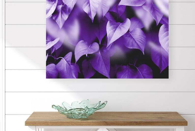 Violet background image autumn leaves colors by Carlos Castilla