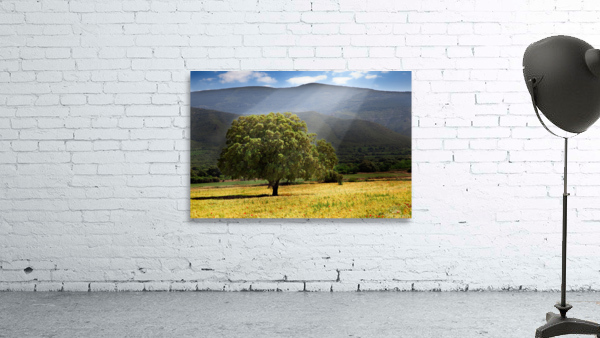 tree and sunshine Wall Preview