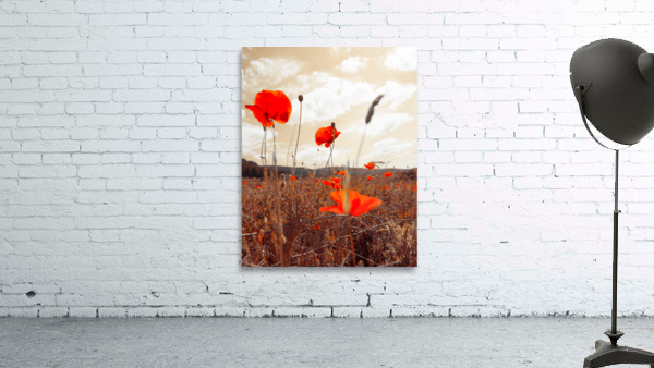field roses Wall Preview