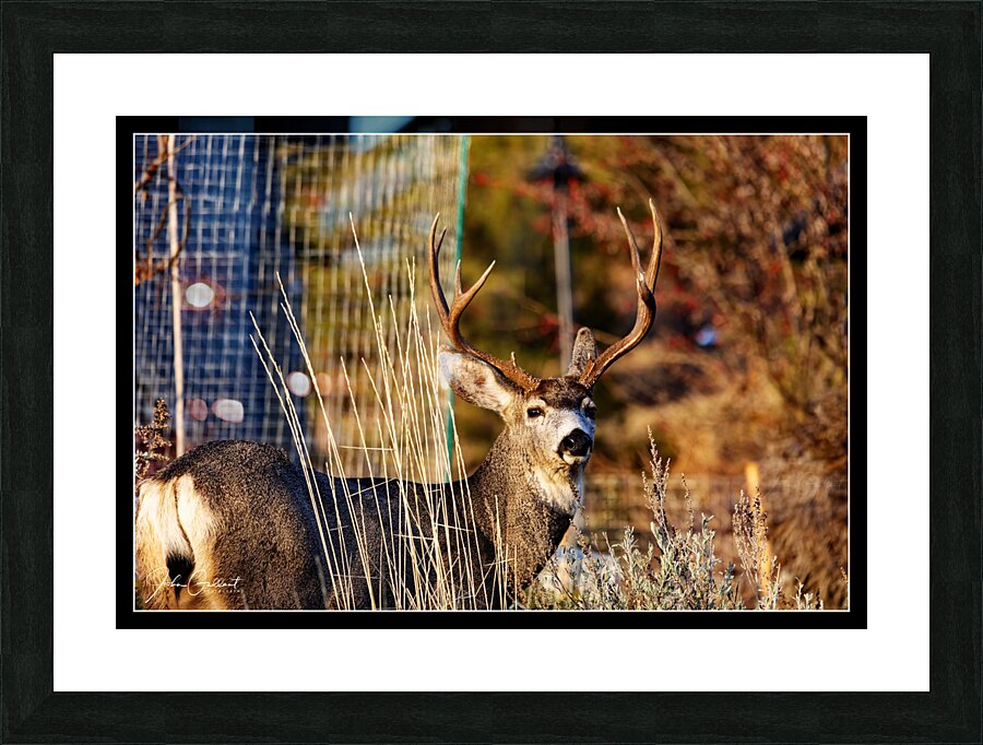 4 point buck Picture Frame print