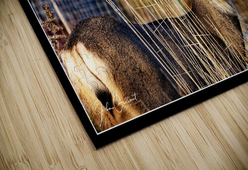 4 point buck John Gallant Photography puzzle