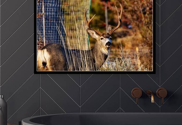 4 point buck by John Gallant Photography