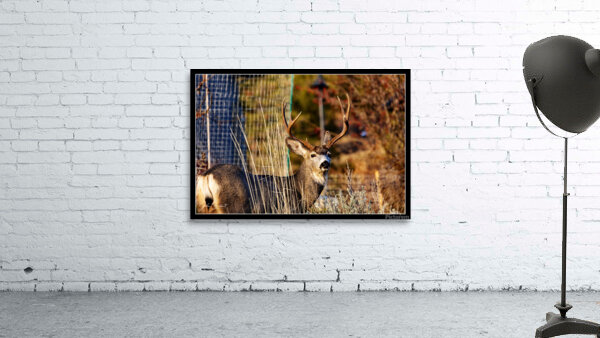 4 point buck Wall Preview