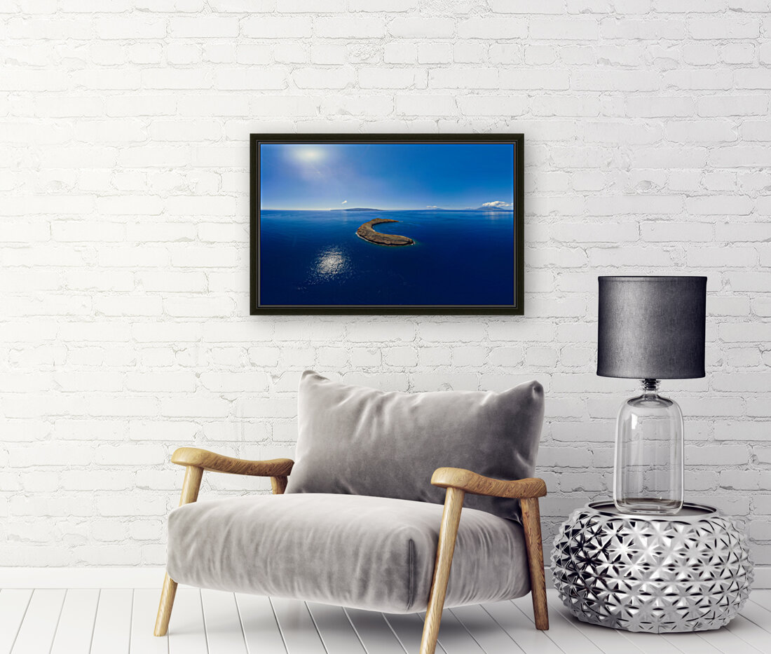 Molokini Reproduction