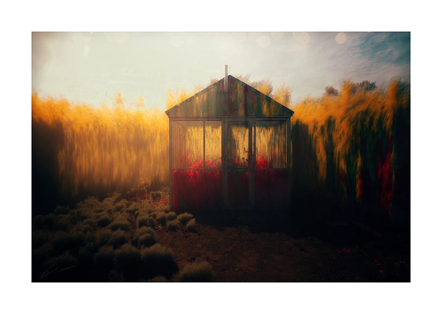 Studio in a Cornfield Picture Frame print