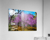 Temple Violets 2 Acrylic Print