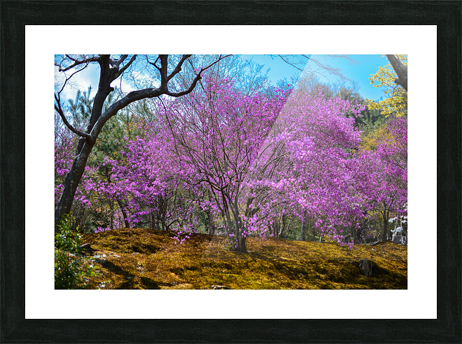 Temple Violets 2 Picture Frame print