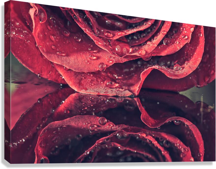 Rose Canvas Print