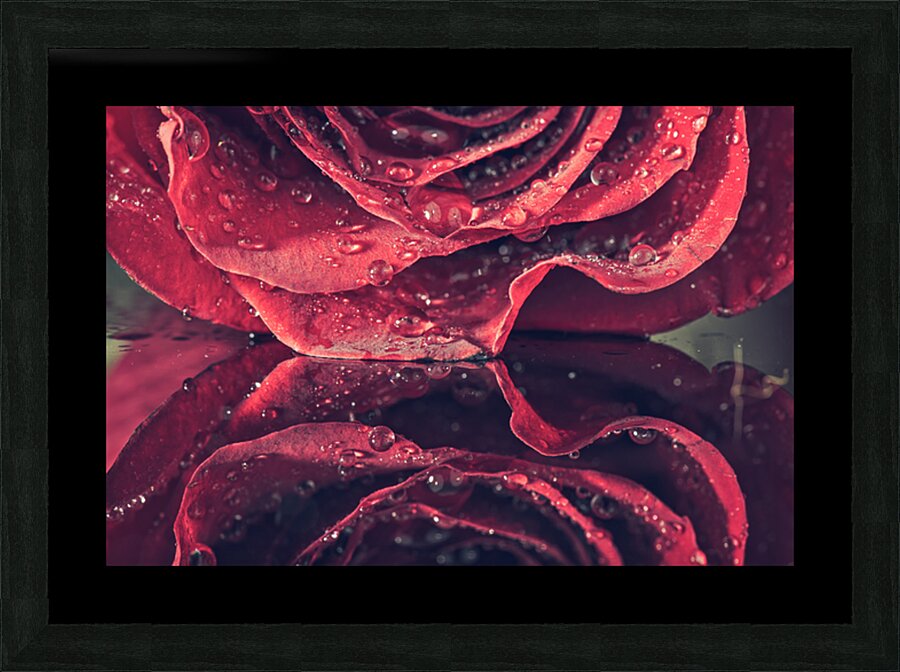 Rose Picture Frame print