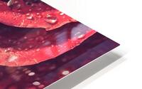 Rose HD Metal print