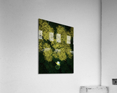 Yellow Phoenix Acrylic Print