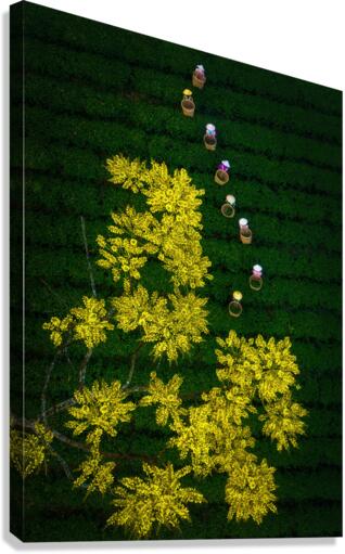 Spring on the tea hill Canvas Print