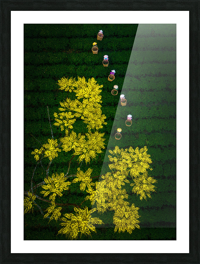 Spring on the tea hill Picture Frame print