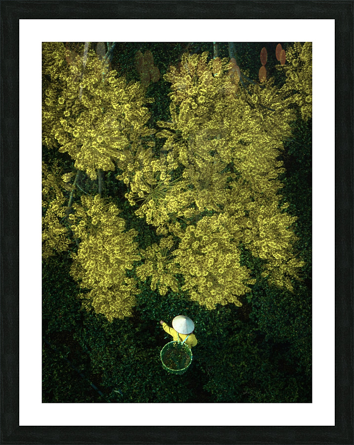 Yellow Phoenix Picture Frame print