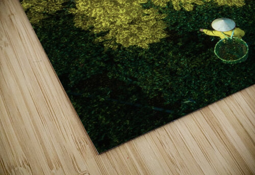 Yellow Phoenix Trung Pham Huy puzzle