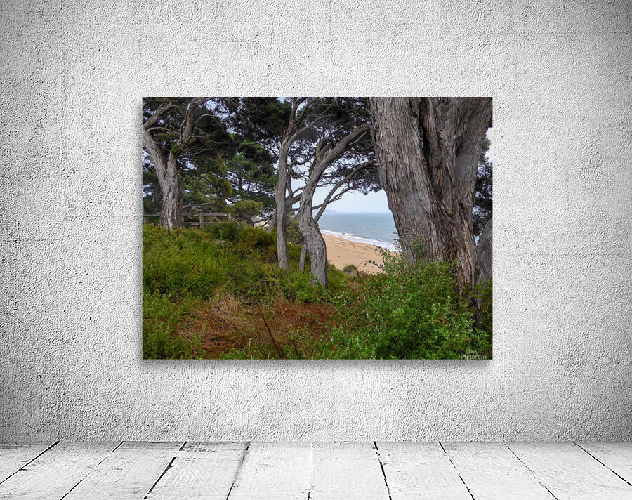 Ocean view through the trees Wall Preview