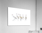 Winter Sandhill Cranes   Acrylic Print