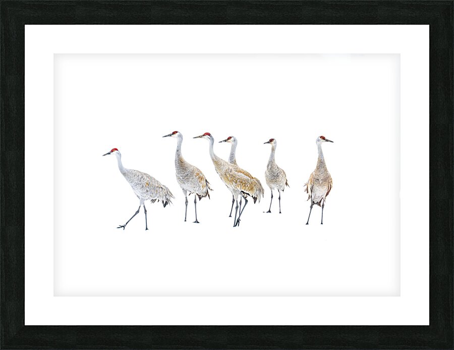 Winter Sandhill Cranes   Picture Frame print