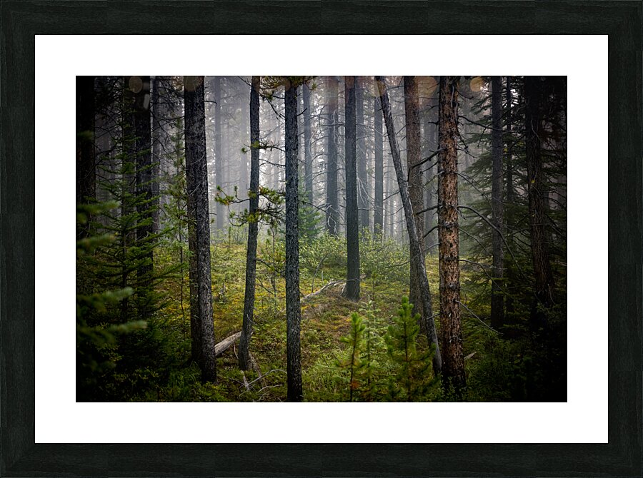 Banff Forest Picture Frame print