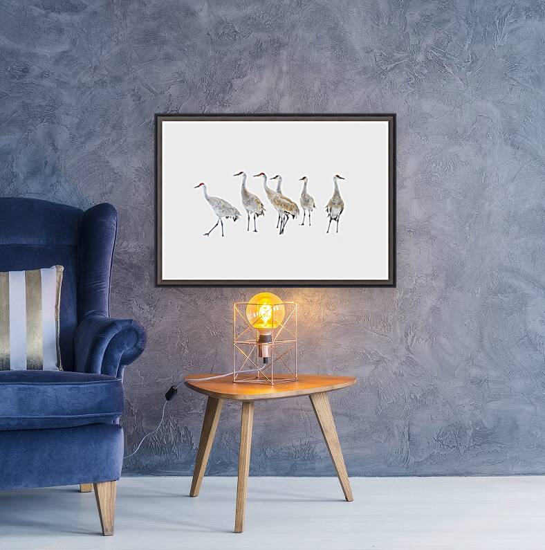 Winter Sandhill Cranes   Reproduction