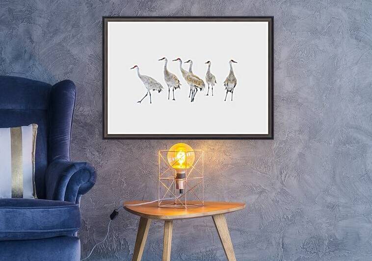 Winter Sandhill Cranes   Reproduction