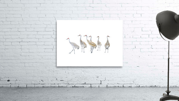 Winter Sandhill Cranes   Wall Preview