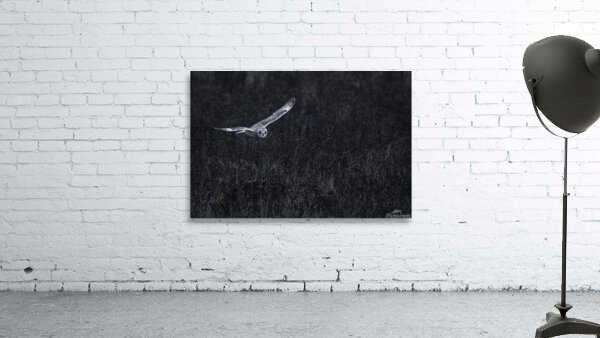 Seek Wall Preview