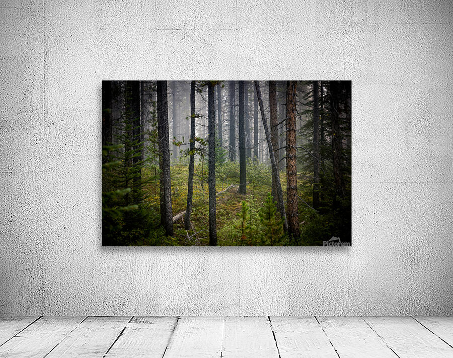 Banff Forest Wall Preview