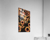Beautiful sunflowers  Acrylic Print