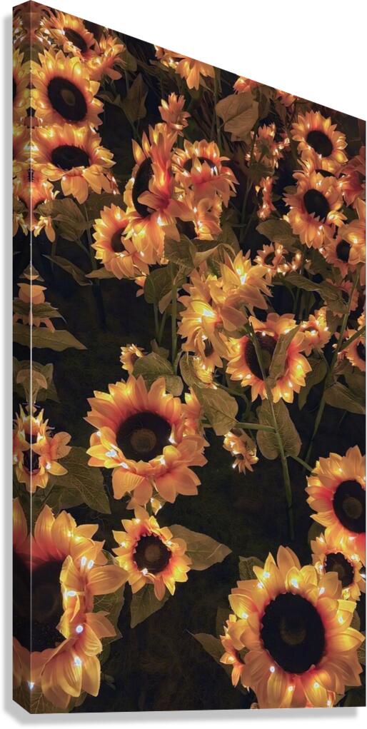 Beautiful sunflowers  Canvas Print