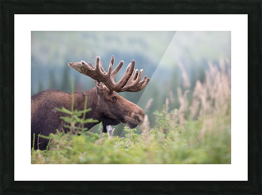 Rencontre au sommet  Picture Frame print