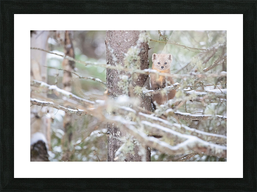 Pause curiosite Picture Frame print