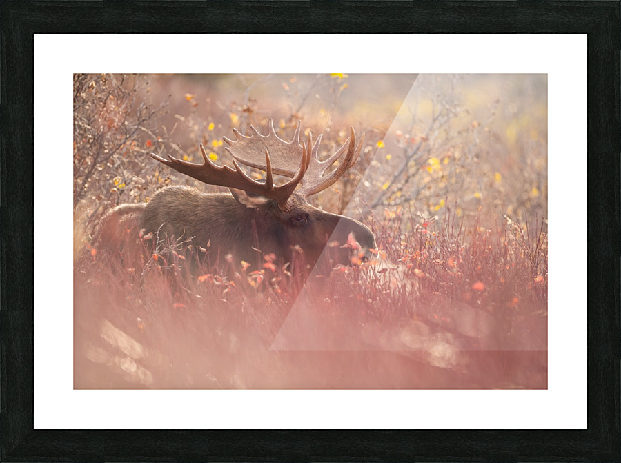 Dream light  Picture Frame print