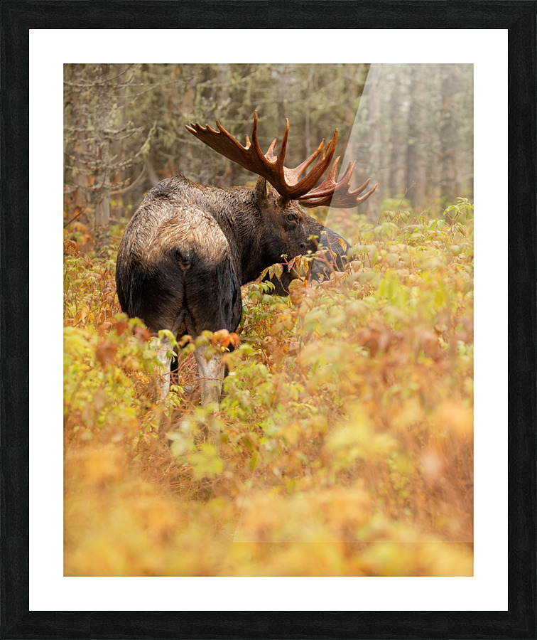 Portrait de roi Picture Frame print
