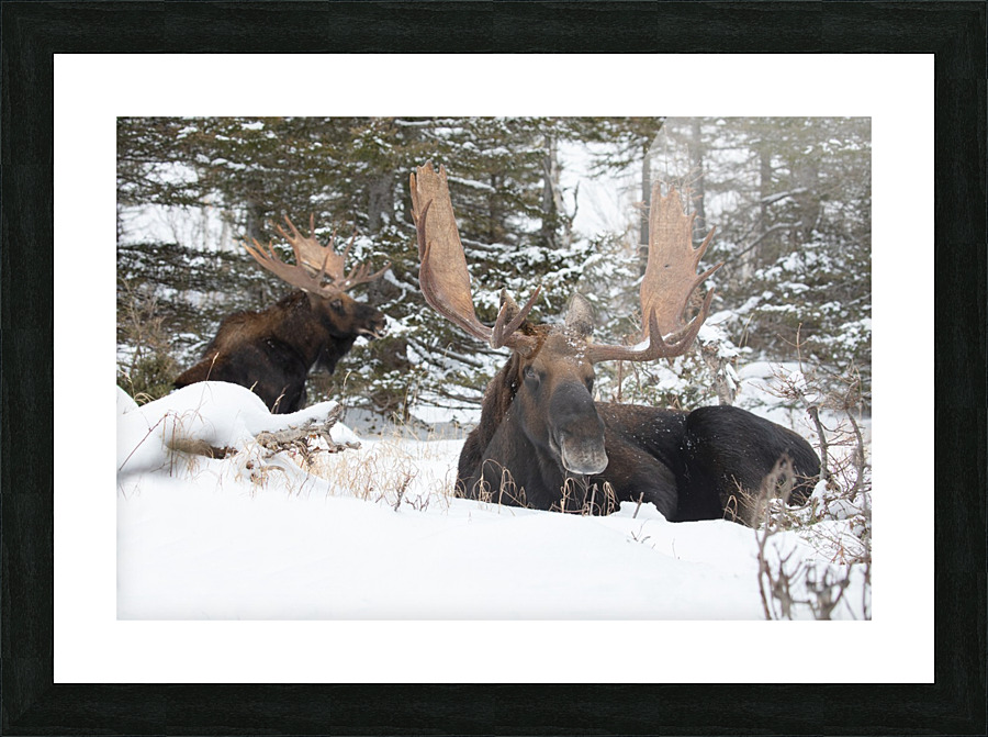 Les deux rois Picture Frame print