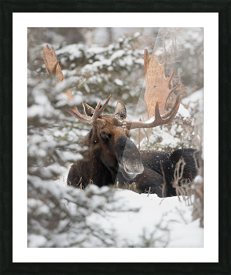 Portrait dhiver Picture Frame print