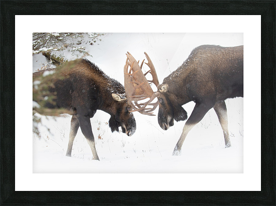 Combat de titan  Picture Frame print