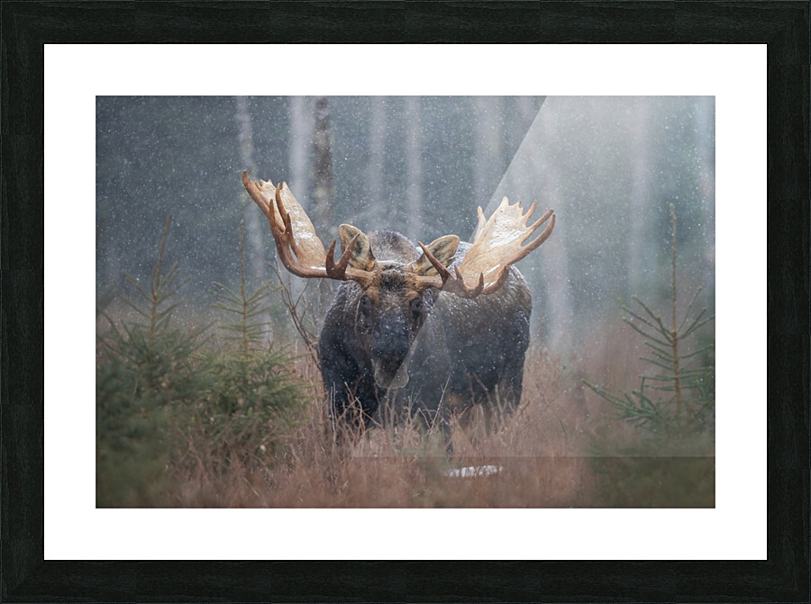 Premiere neige Picture Frame print