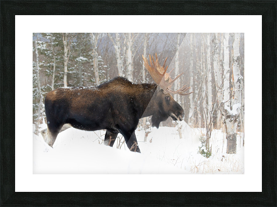 Roi d hiver Picture Frame print