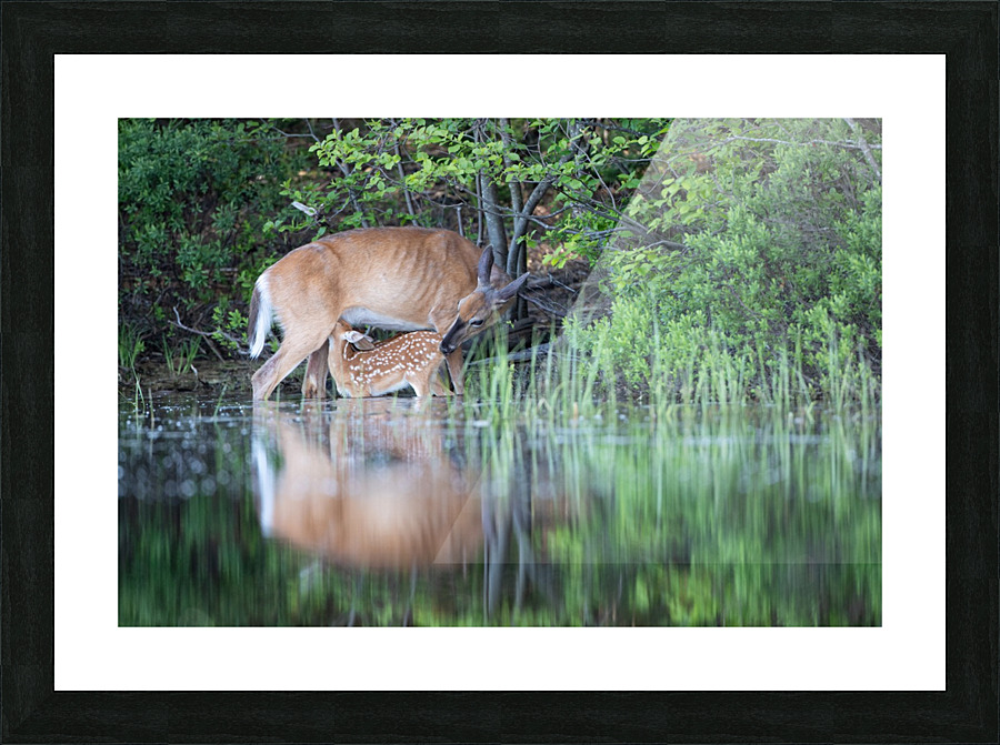 allaitement  Picture Frame print