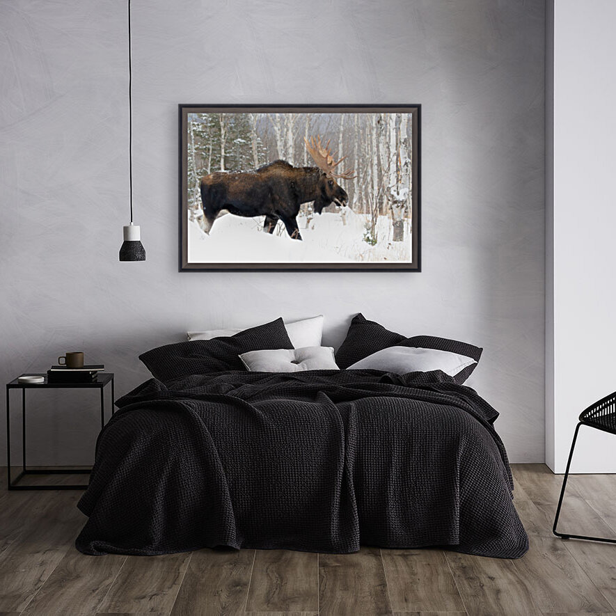Roi d hiver Reproduction