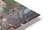 Foret boreale  HD Metal print