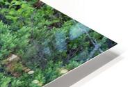 allaitement  HD Metal print