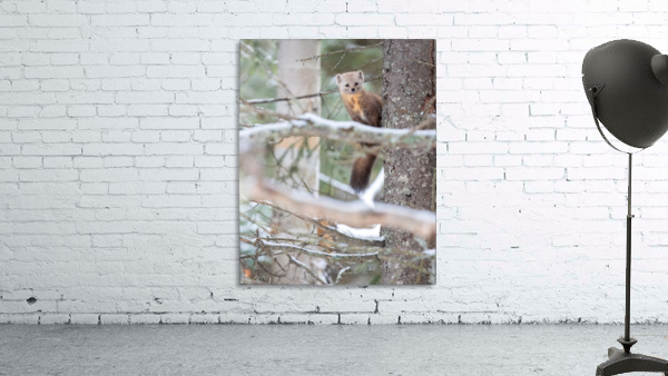 Foret boreale  Wall Preview