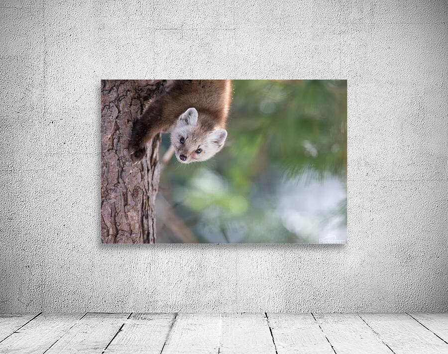 La curieuse Wall Preview