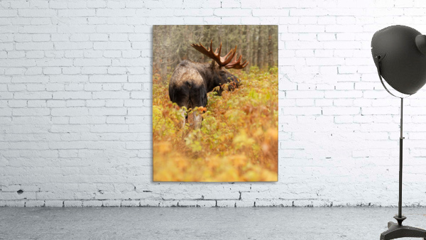 Portrait de roi Wall Preview