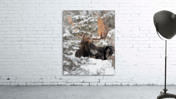 Portrait dhiver Wall Preview